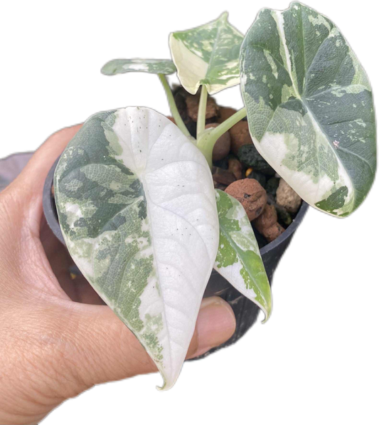 Alocasia maharani variegated(1 plant)