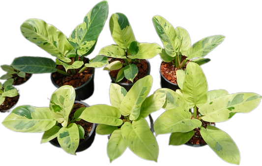 Philodendron ruaysab marble variegated set 5 pcs