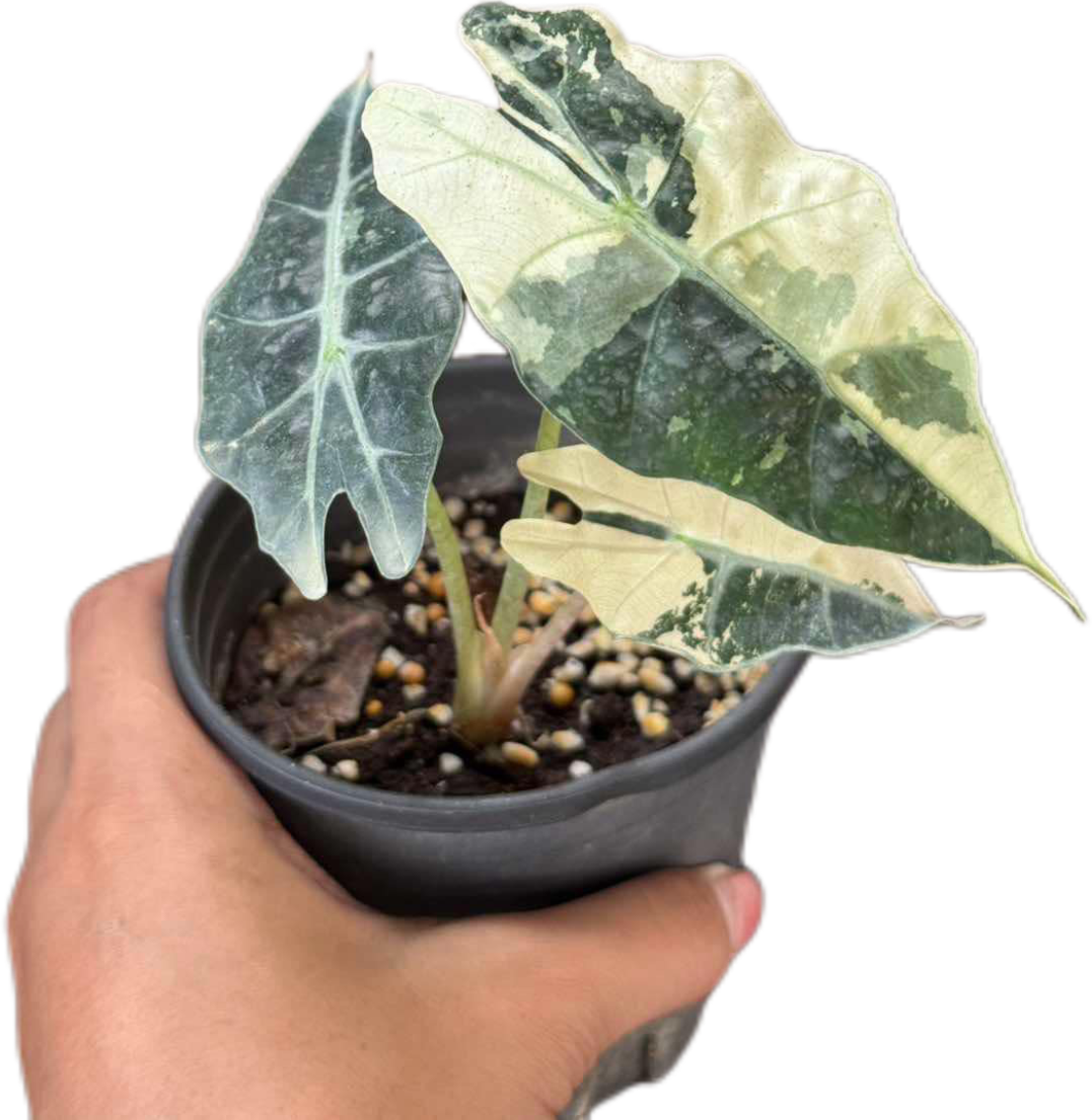 Alocasia Amezonica Albo - Set of 5 Plants