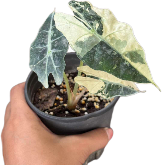 Alocasia Amezonica Albo - Set of 5 Plants