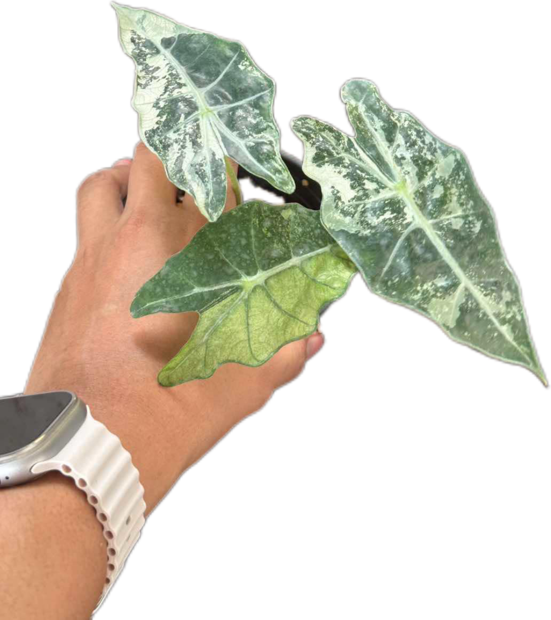 Alocasia Amezonica Albo - Set of 5 Plants