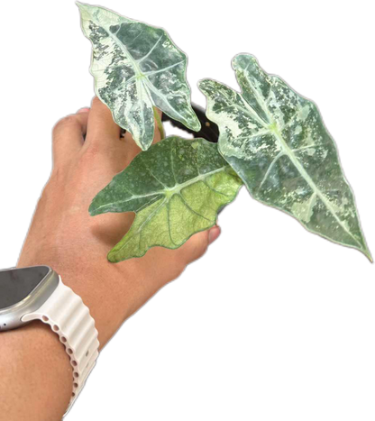 Alocasia Amezonica Albo - Set of 5 Plants