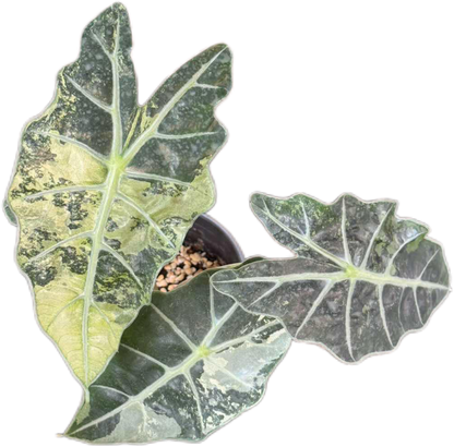 Alocasia Amezonica Albo - Set of 5 Plants