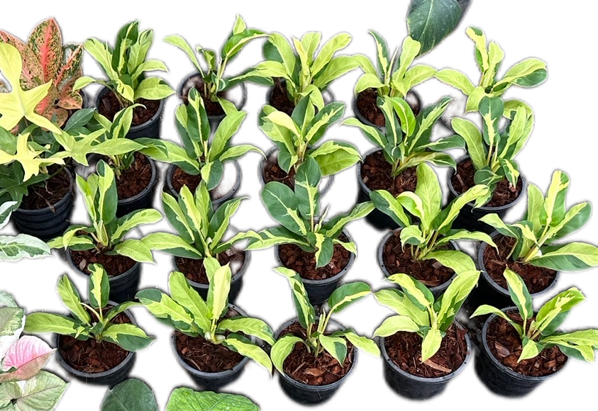 Philodendron Thai Sunrise Variegated
  - Wholesale Set of 10 Plants
