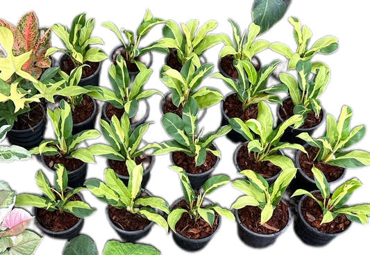 Philodendron Thai Sunrise Variegated
  - Wholesale Set of 10 Plants