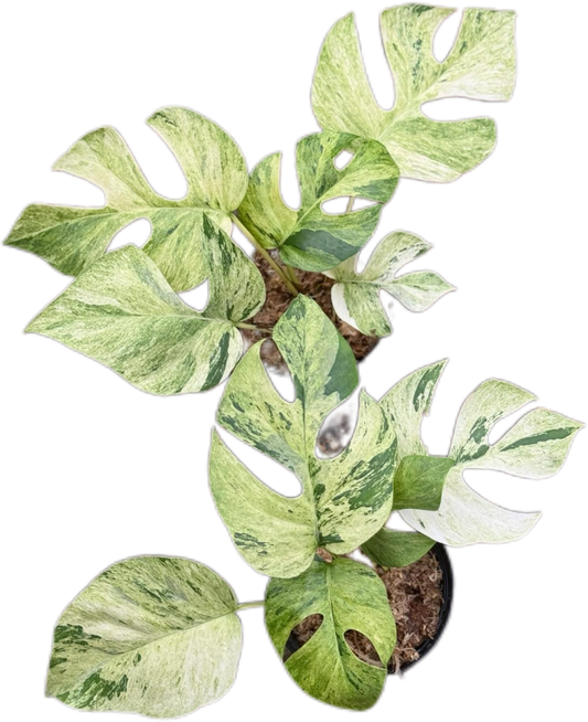Rhaphidophora Ginny migma variegated(1 plant)