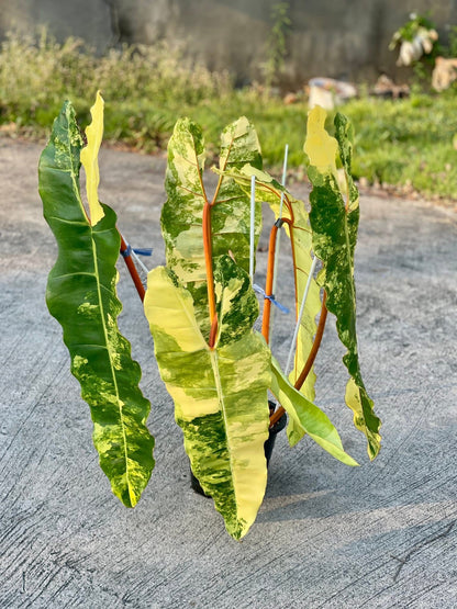 Philodendron billietae variegated(top cut 6 leaves rooted)
