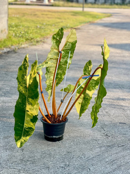Philodendron billietae variegated(top cut 6 leaves rooted)