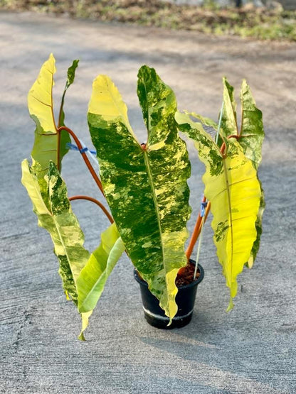 Philodendron billietae variegated(top cut 6 leaves rooted)
