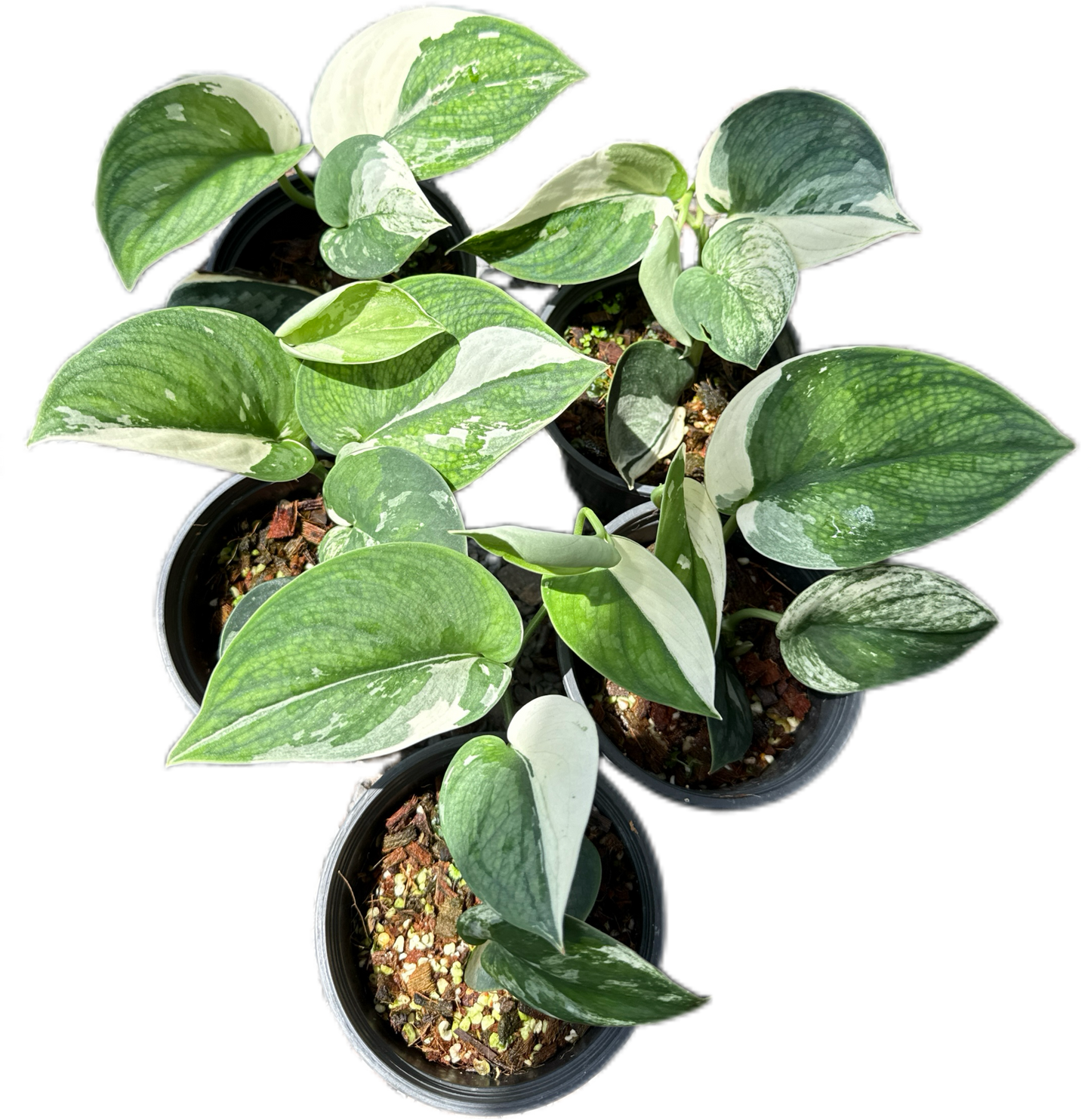 Scindapsus bunaken variegated 
 - Set of 5 Plants