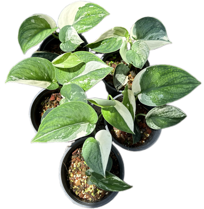 Scindapsus bunaken variegated 
 - Set of 5 Plants