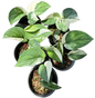 Scindapsus bunaken variegated 
 - Set of 5 Plants