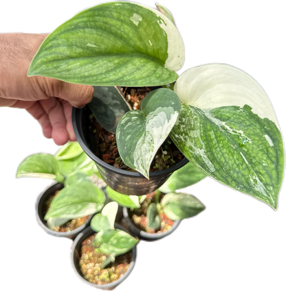 Scindapsus bunaken variegated 
 - Set of 5 Plants