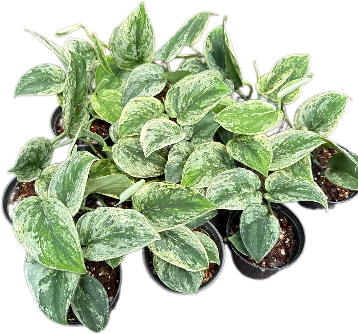 Scindapsus silver knight variegated 
 - Set of 5 Plants