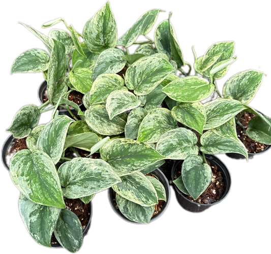 Scindapsus silver knight variegated 
 - Set of 5 Plants
