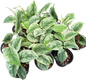 Scindapsus silver knight variegated 
 - Set of 5 Plants