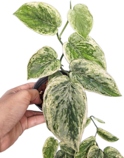Scindapsus silver knight variegated 
 - Set of 5 Plants
