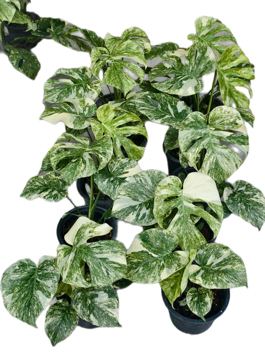 Monstera Deliciosa Green Snow — Set of 5 Plants