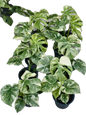 Monstera Deliciosa Green Snow — Set of 5 Plants