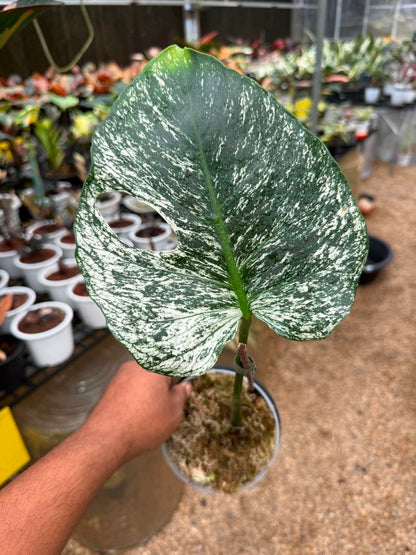Monstera deliciosa “Devil Monstera” Variegated – Rare cutting 1 leaf rooted (Exact Plant Shown)