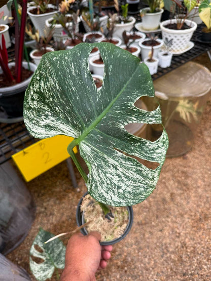 Monstera deliciosa “Devil Monstera” Variegated – Rare cutting 1 leaf rooted (Exact Plant Shown)