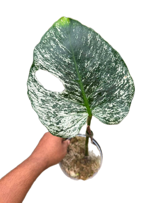 Monstera deliciosa “Devil Monstera” Variegated – Rare cutting 1 leaf rooted (Exact Plant Shown)