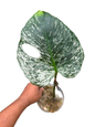 Monstera deliciosa “Devil Monstera” Variegated – Rare cutting 1 leaf rooted (Exact Plant Shown)