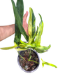 Philodendron holtonianum variegated (1 plant)
