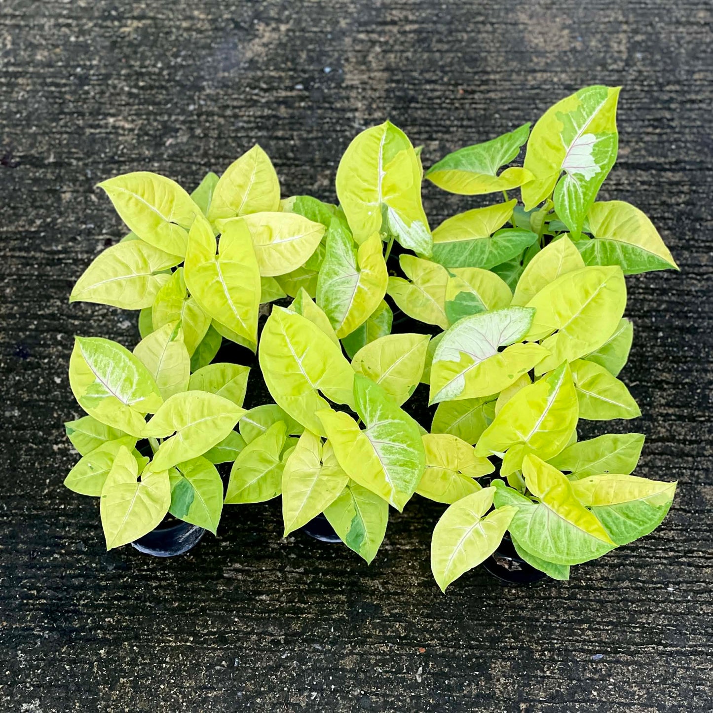 Syngonium lemon lime 
(Set of 3 plants )