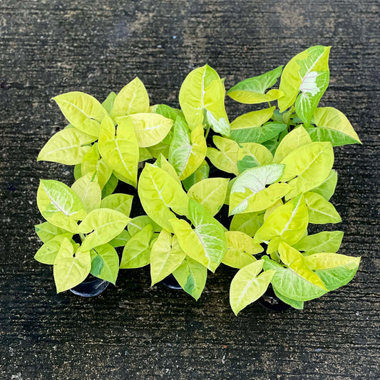 Syngonium lemon lime 
(Set of 3 plants )