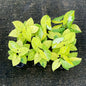 Syngonium lemon lime 
(Set of 3 plants )