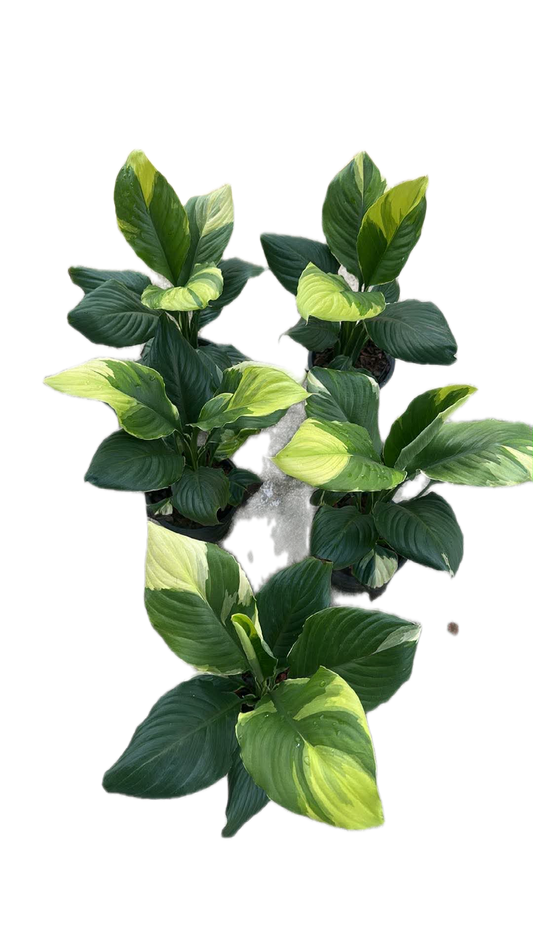 Spathiphyllum Sensation Aurea Variegated (Korean) set 5 plants