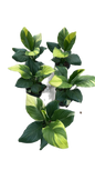 Spathiphyllum Sensation Aurea Variegated (Korean) set 5 plants