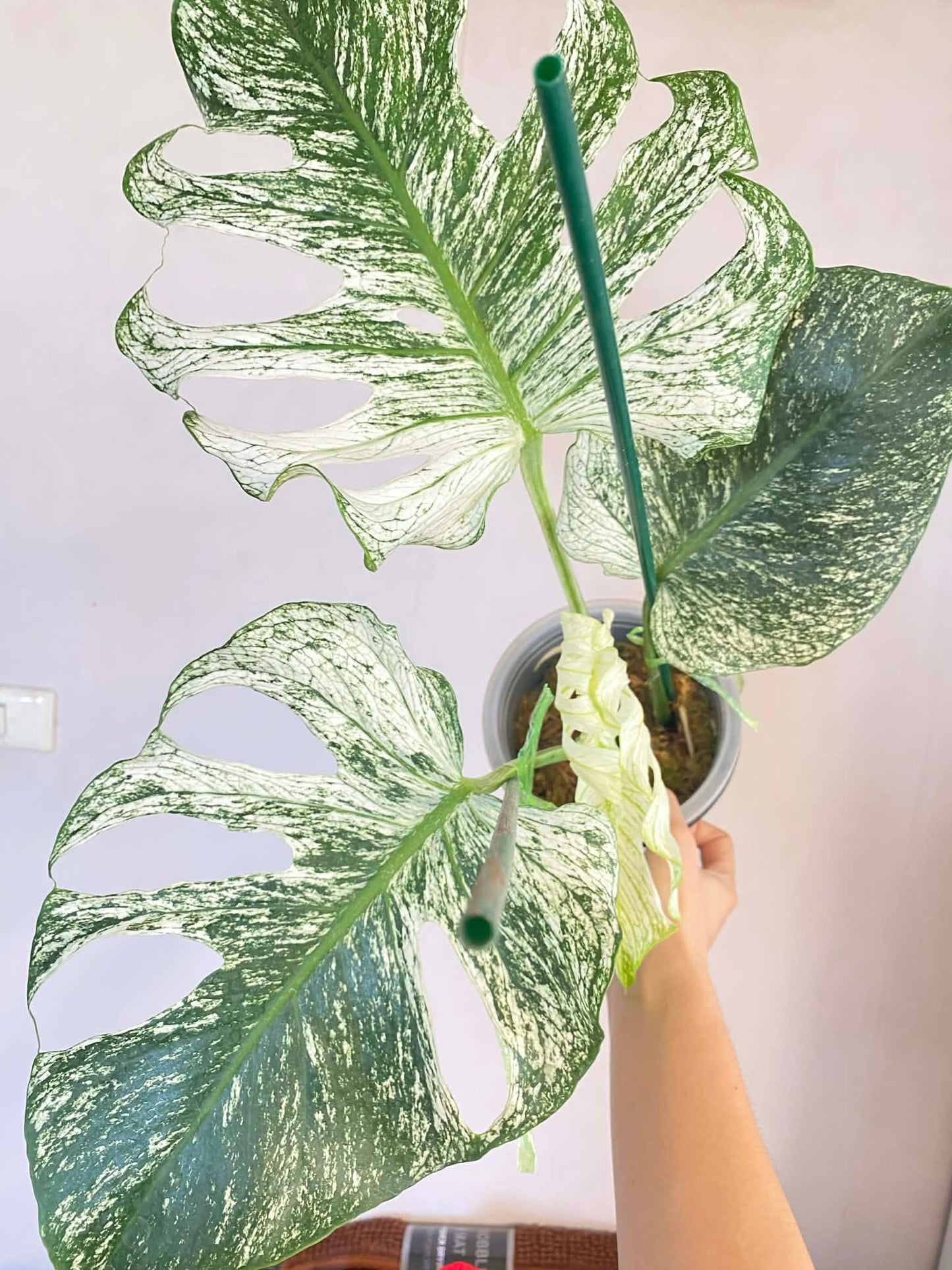 Monstera deliciosa “Devil Monstera” Variegated – Rare Top Cut 4 leaves rooted (Exact Plant Shown)