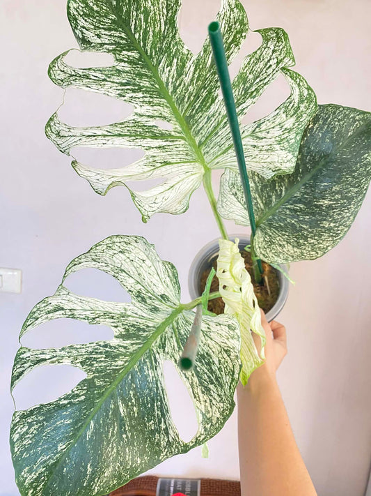 Monstera deliciosa “Devil Monstera” Variegated – Rare Top Cut 4 leaves rooted (Exact Plant Shown)