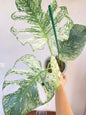 Monstera deliciosa “Devil Monstera” Variegated – Rare Top Cut 4 leaves rooted (Exact Plant Shown)