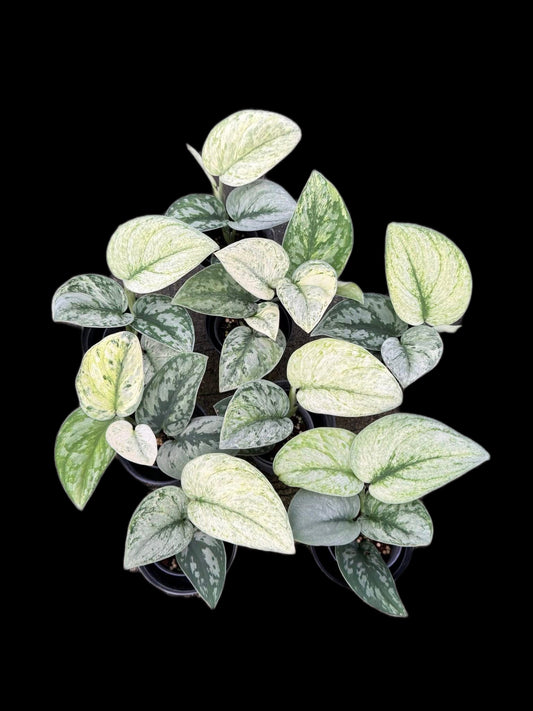 Scindapsus Exotica variegated 
 - Set of 5 Plants