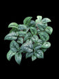 Scindapsus Kalimantan 
 - Set of 10 Plants