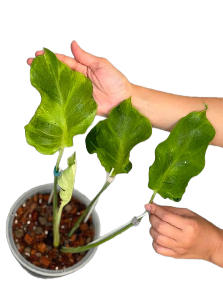 Monstera Famicito – Rare Top Cut 4 leaves rooted (Exact Plant Shown)