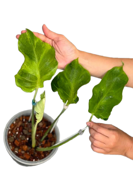 Monstera Famicito – Rare Top Cut 4 leaves rooted (Exact Plant Shown)