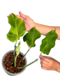 Monstera Famicito – Rare Top Cut 4 leaves rooted (Exact Plant Shown)