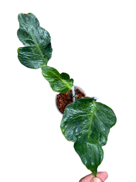 Monstera zombie – Rare Top Cut 3 leaves rooted (Exact Plant Shown)