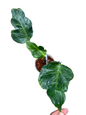 Monstera zombie – Rare Top Cut 3 leaves rooted (Exact Plant Shown)