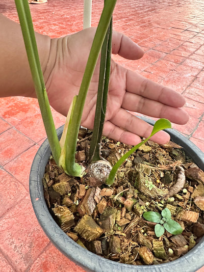 Monstera Deliciosa “Orange Rusty”