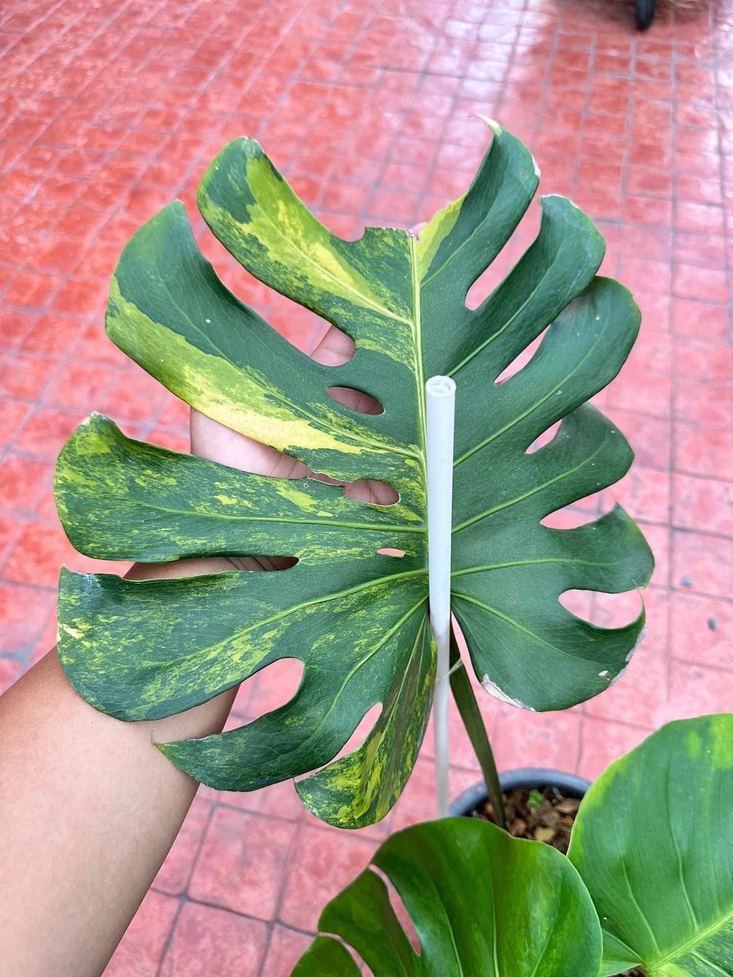Monstera Deliciosa “Orange Rusty”