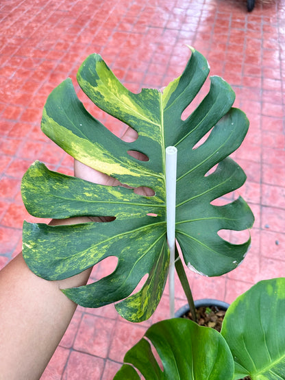 Monstera Deliciosa “Orange Rusty”