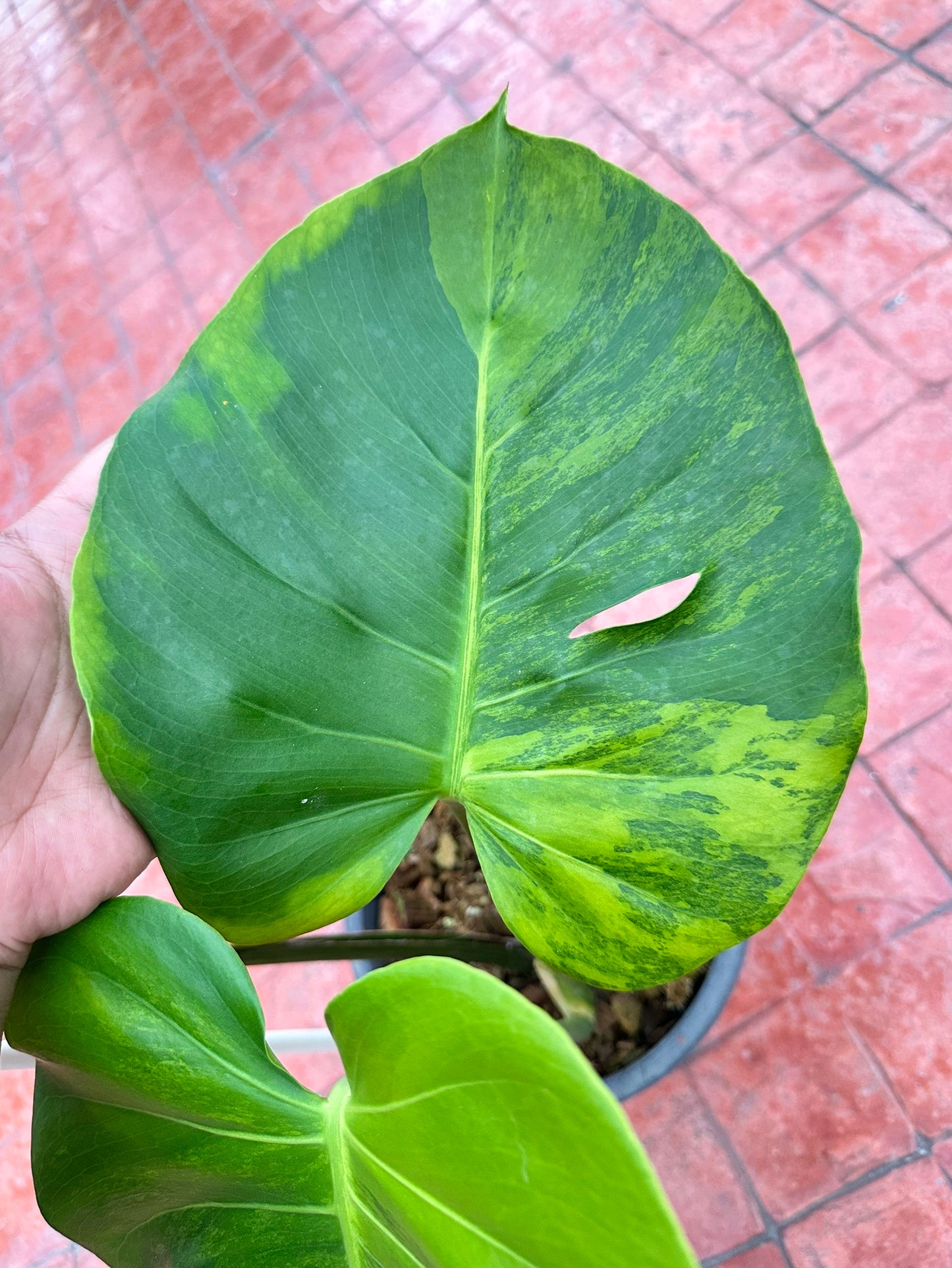 Monstera Deliciosa “Orange Rusty”