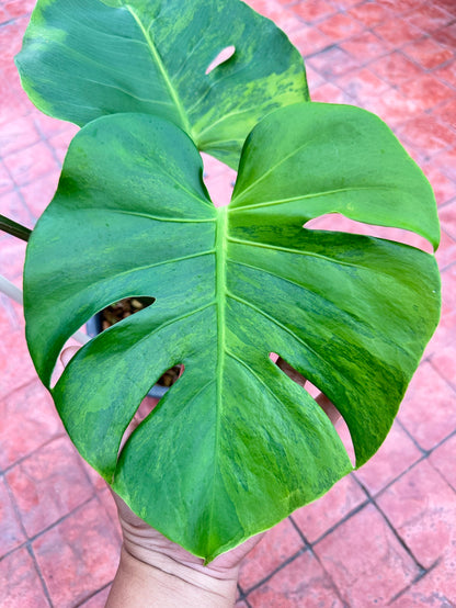 Monstera Deliciosa “Orange Rusty”