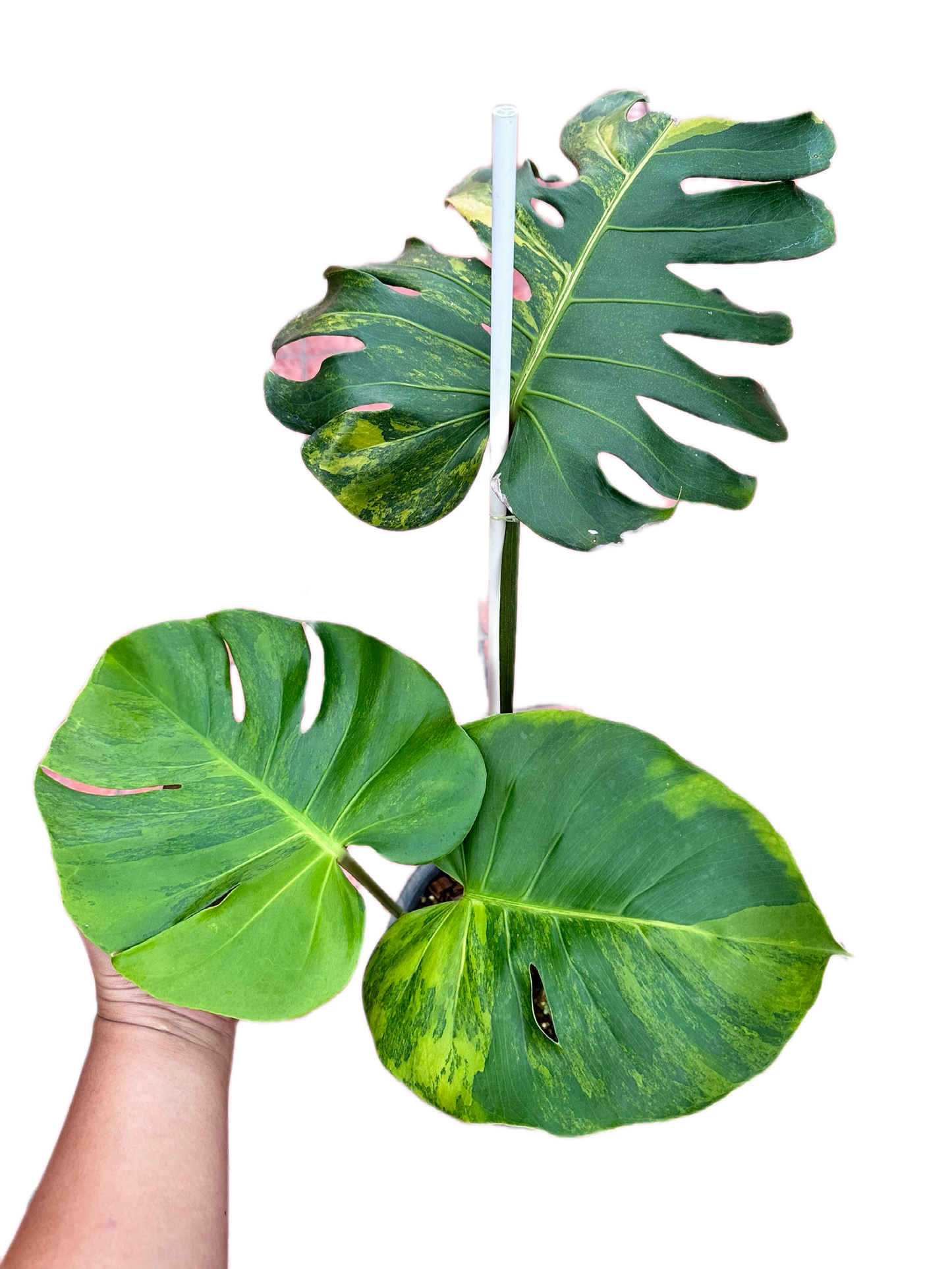 Monstera Deliciosa “Orange Rusty”