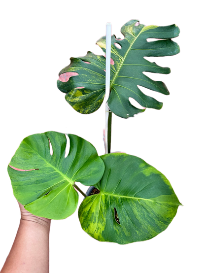 Monstera Deliciosa “Orange Rusty”